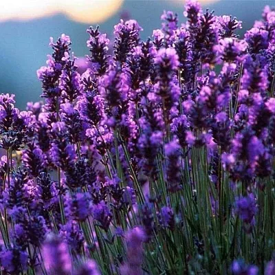 Лаванда  Лаванда в Екатеринбурге