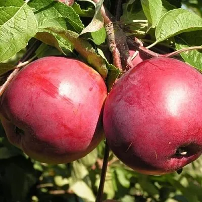 Яблоня ДАРУНАК  Яблоня ДАРУНАК в Екатеринбурге