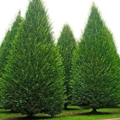 Граб   Граб  в Екатеринбурге