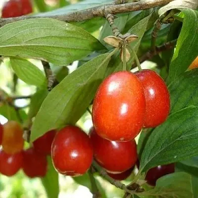 Кизил КОРАЛЛОВЫЙ МАРКА в Екатеринбурге