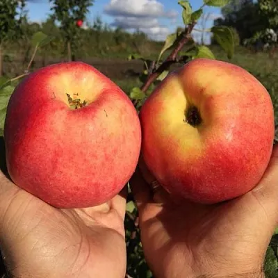 Яблоня КОВРОВОЕ стелющаяся в Екатеринбурге
