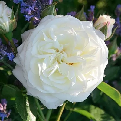 Саженцы роз АЛАБАСТЕР флорибунда  Саженцы роз АЛАБАСТЕР флорибунда в Екатеринбурге