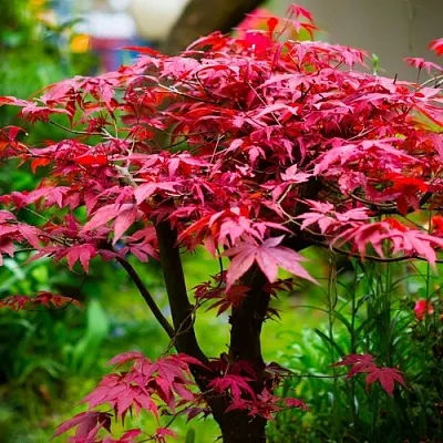 Клен дланевидный АТРОПУРПУРЕУМ  Клен дланевидный АТРОПУРПУРЕУМ в Екатеринбурге