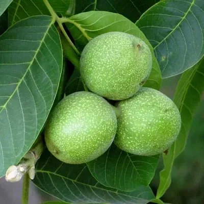 Грецкий орех ЮРИЙ ГАГАРИН  Грецкий орех ЮРИЙ ГАГАРИН в Екатеринбурге