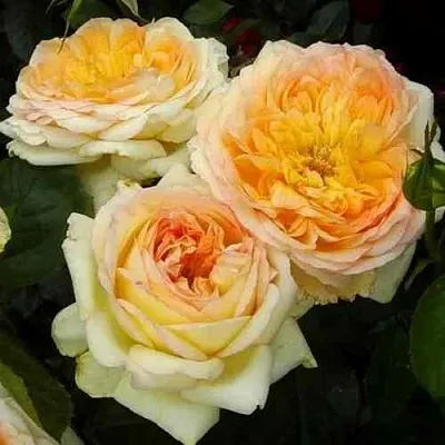 Саженцы роз АЛЬФОНС ДОДЕ чайно-гибридная  Саженцы роз АЛЬФОНС ДОДЕ чайно-гибридная в Екатеринбурге