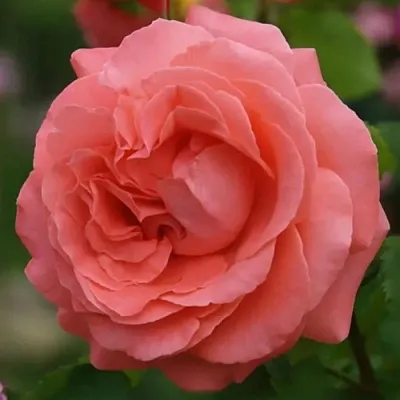 Саженцы роз ДИДИ БРИДЖУОТЕР плетистая  Саженцы роз ДИДИ БРИДЖУОТЕР плетистая в Екатеринбурге