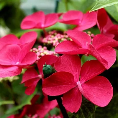 Гортензия РОТШВАНЦ крупнолистная  Гортензия РОТШВАНЦ крупнолистная в Екатеринбурге