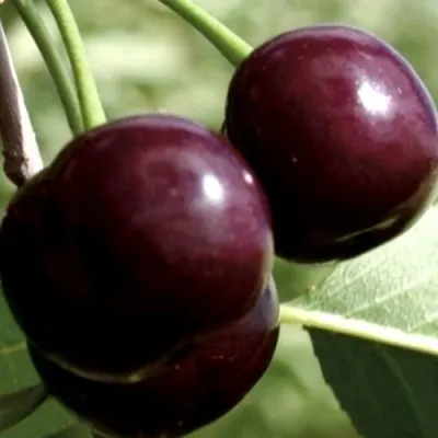 Дюк КСЕНИЯ (ЧЕРЕВИШНЯ) — описание сорта Дюк КСЕНИЯ (ЧЕРЕВИШНЯ) в Екатеринбурге