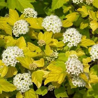 Пузыреплодник ДАРТС ГОЛД  Пузыреплодник ДАРТС ГОЛД в Екатеринбурге