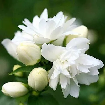 Жасмин ШНЕЕШТРУМ  Жасмин ШНЕЕШТРУМ в Екатеринбурге