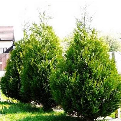 Туя АТРОВИРЕНС складчатая в Екатеринбурге