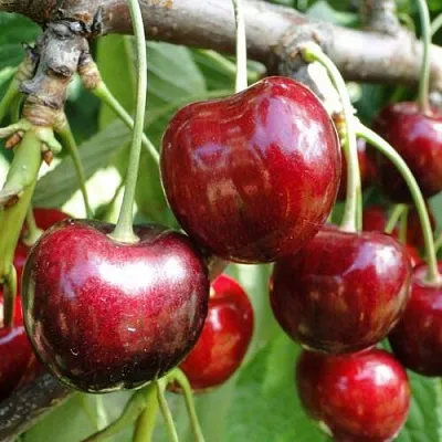 Черешня САШЕНЬКА в Екатеринбурге