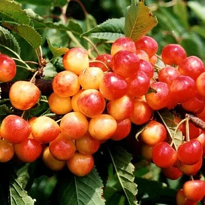 Черешня БЮТТНЕРА КРАСНАЯ  Черешня БЮТТНЕРА КРАСНАЯ в Екатеринбурге