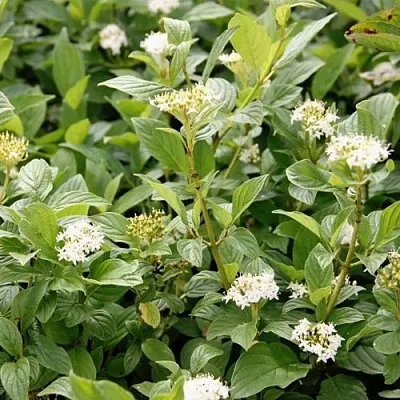 Дерен ФЛАВИРАМЕА отпрысковый   Дерен ФЛАВИРАМЕА отпрысковый  в Екатеринбурге