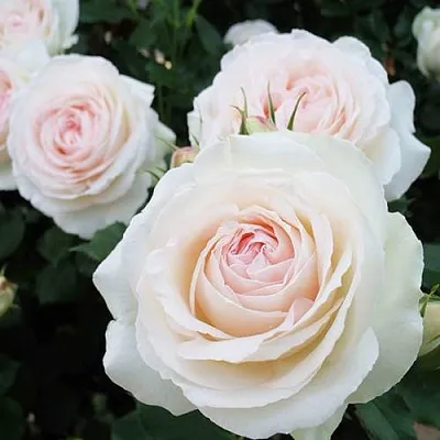 Саженцы роз ПАЛЕ РОЯЛЬ плетистая  Саженцы роз ПАЛЕ РОЯЛЬ плетистая в Екатеринбурге