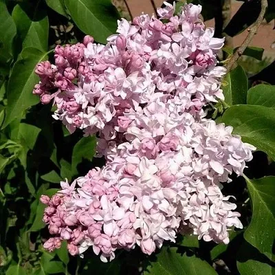 Сирень МИЛОСЕРДИЕ  Сирень МИЛОСЕРДИЕ в Екатеринбурге