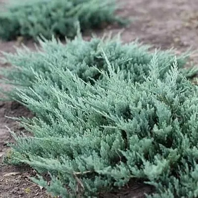 Можжевельник БЛЮ ЧИП горизонтальный  Можжевельник БЛЮ ЧИП горизонтальный в Екатеринбурге