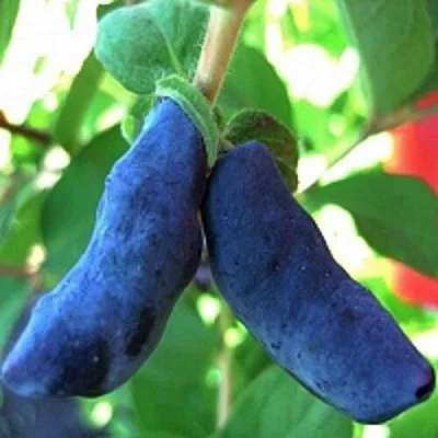 Жимолость съедобная БАКЧАРСКИЙ ВЕЛИКАН  Жимолость съедобная БАКЧАРСКИЙ ВЕЛИКАН в Екатеринбурге