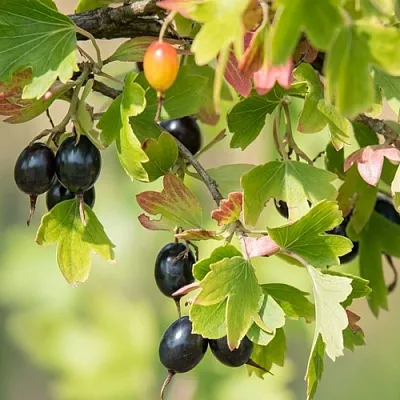 Смородина золотистая БЛЭЙКСТ  Смородина золотистая БЛЭЙКСТ в Екатеринбурге