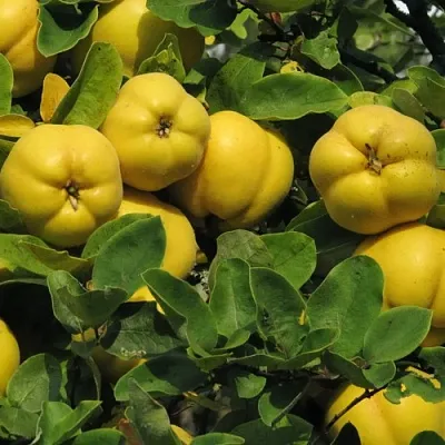 Цидония  Цидония в Екатеринбурге