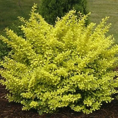 Барбарис АУРЕА тунберга  Барбарис АУРЕА тунберга в Екатеринбурге