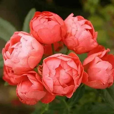 Саженцы роз ОРАНЖ МОРСДАГ полиантовая  Саженцы роз ОРАНЖ МОРСДАГ полиантовая в Екатеринбурге