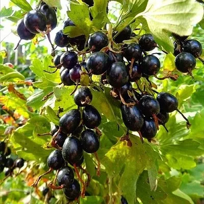 Смородина золотистая ОВАЛЬНАЯ  Смородина золотистая ОВАЛЬНАЯ в Екатеринбурге