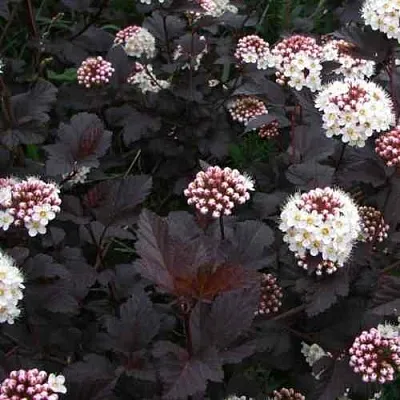 Пузыреплодник ДИАБЛО  Пузыреплодник ДИАБЛО в Екатеринбурге