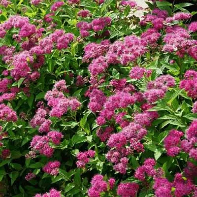 Спирея КРИСПА японская  Спирея КРИСПА японская в Екатеринбурге