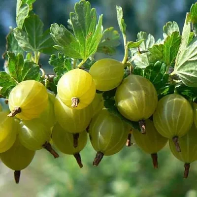 Крыжовник ХИННОНМАЙНЕН КЕЛЬТАЙНЕН  Крыжовник ХИННОНМАЙНЕН КЕЛЬТАЙНЕН в Екатеринбурге