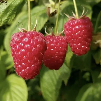 Малина МАПЕМА   Малина МАПЕМА  в Екатеринбурге