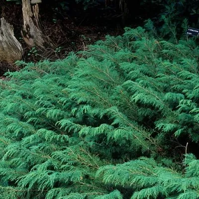 Микробиота  Микробиота в Екатеринбурге