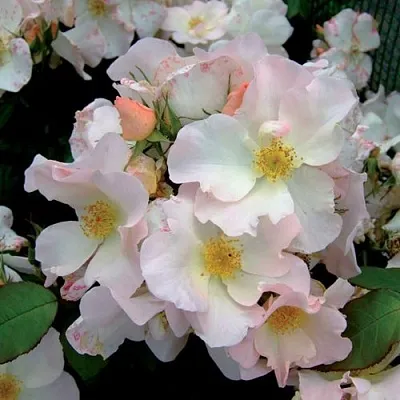 Саженцы роз САЛЛИ ХОЛМС мускусная  Саженцы роз САЛЛИ ХОЛМС мускусная в Екатеринбурге