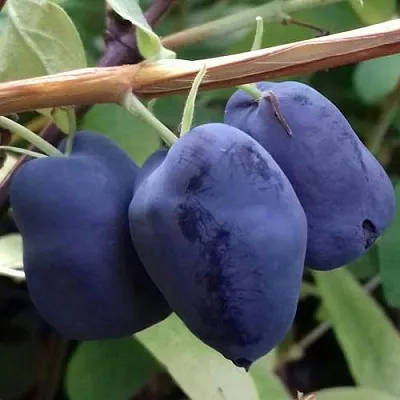 Жимолость съедобная БОРЕАЛ БЬЮТИ (СЕВЕРНАЯ КРАСАВИЦА)  Жимолость съедобная БОРЕАЛ БЬЮТИ (СЕВЕРНАЯ КРАСАВИЦА) в Екатеринбурге