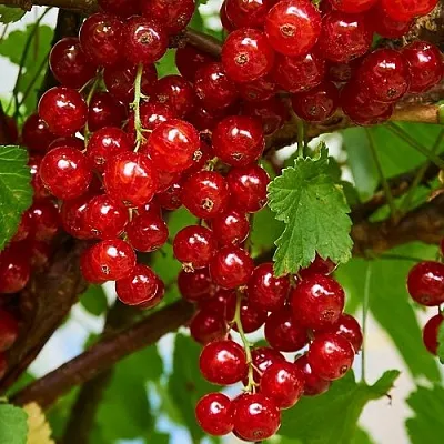 Смородина красная НАТАЛИ  Смородина красная НАТАЛИ в Екатеринбурге