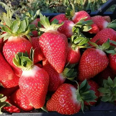 Клубника ЛЮЧИЯ  Клубника ЛЮЧИЯ в Екатеринбурге