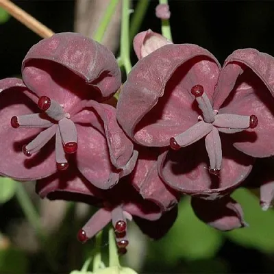 Акебия  Акебия в Екатеринбурге