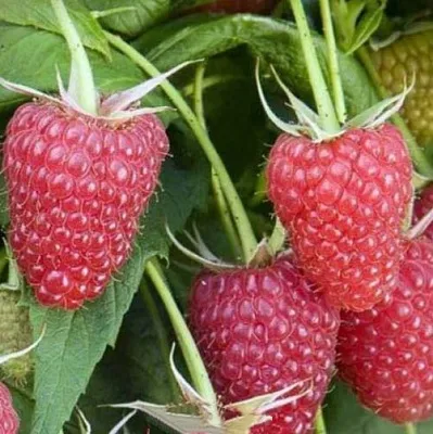 Малина ЕВРАЗИЯ в Екатеринбурге