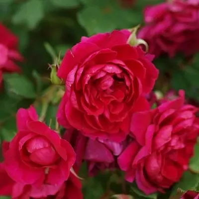 Саженцы роз КВАДРА плетистая  Саженцы роз КВАДРА плетистая в Екатеринбурге