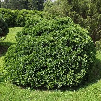 Туя УМБРАКУЛИФЕРА западная в Екатеринбурге