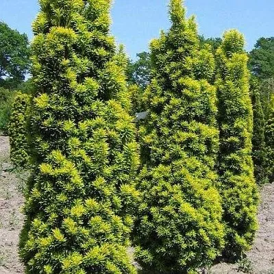 Тис ДАВИД ягодный  Тис ДАВИД ягодный в Екатеринбурге