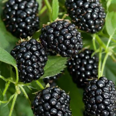 Ежевика АГАВАМ — описание сорта Ежевика АГАВАМ в Екатеринбурге