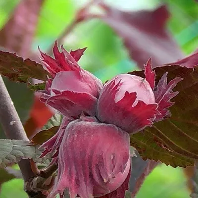 Фундук КАРДИНАЛ  Фундук КАРДИНАЛ в Екатеринбурге