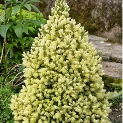 Ель МАЙГОЛД колючая  Ель МАЙГОЛД колючая в Екатеринбурге