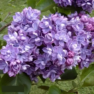 Сирень АМИ ШОТТ  Сирень АМИ ШОТТ в Екатеринбурге