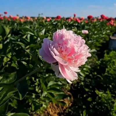 Пион ИМПЕРАТОРСКАЯ НАЛОЖНИЦА древовидный в Екатеринбурге