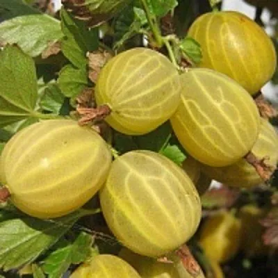 Крыжовник КУРШУ ДЗИНТАРС  Крыжовник КУРШУ ДЗИНТАРС в Екатеринбурге