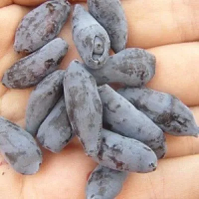 Жимолость съедобная ЧУЛЫМСКАЯ в Екатеринбурге