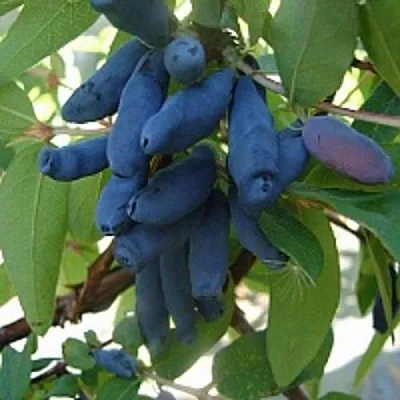 Жимолость съедобная ГОРДОСТЬ БАКЧАРА  Жимолость съедобная ГОРДОСТЬ БАКЧАРА в Екатеринбурге