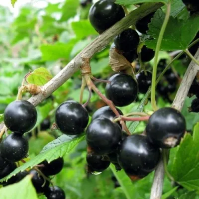 Смородина чёрная ЧЁРНЫЙ АИСТ — описание сорта Смородина чёрная ЧЁРНЫЙ АИСТ в Екатеринбурге